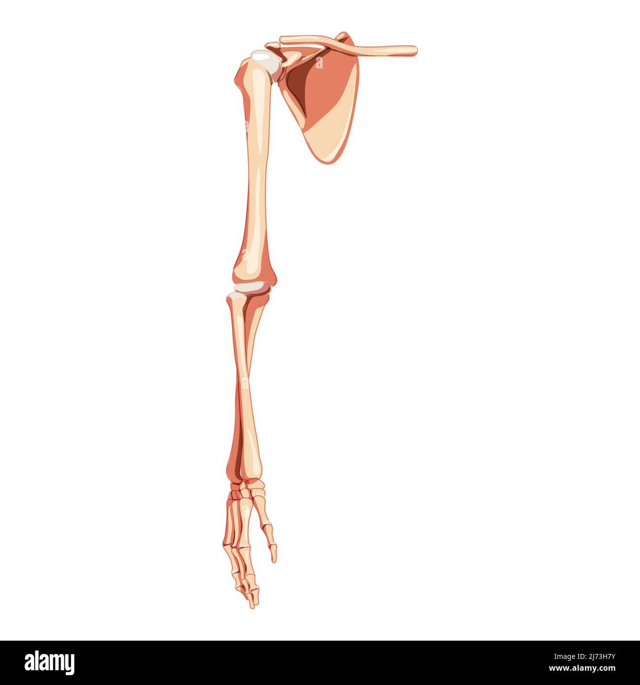 Braccio dell'arto superiore con cintura di spalla scheletro Vista ventrale anteriore umana. Clavicola anatomicamente corretta, scapola, avambracci concetto piatto realistico illustrazione vettoriale isolata su sfondo bianco Illustrazione Vettoriale