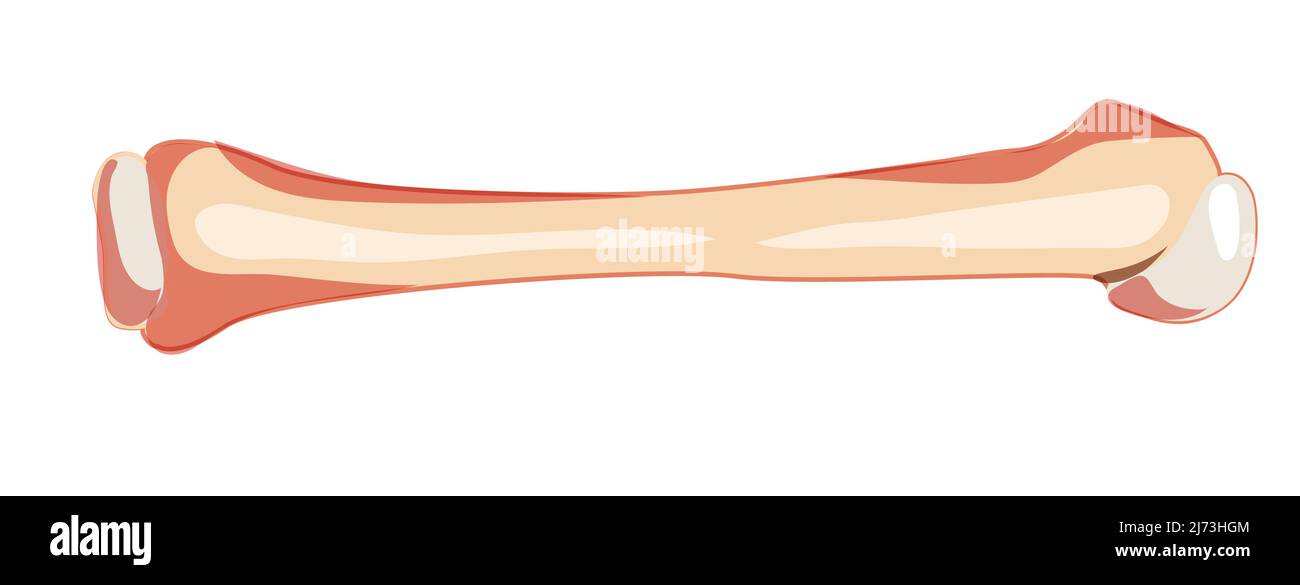 Braccio humerus Skeleton Vista ventrale anteriore umana. Set di 3D immagini anatomiche realistiche a colori naturali piatti illustrazione vettoriale dell'anatomia isolata su sfondo bianco Illustrazione Vettoriale