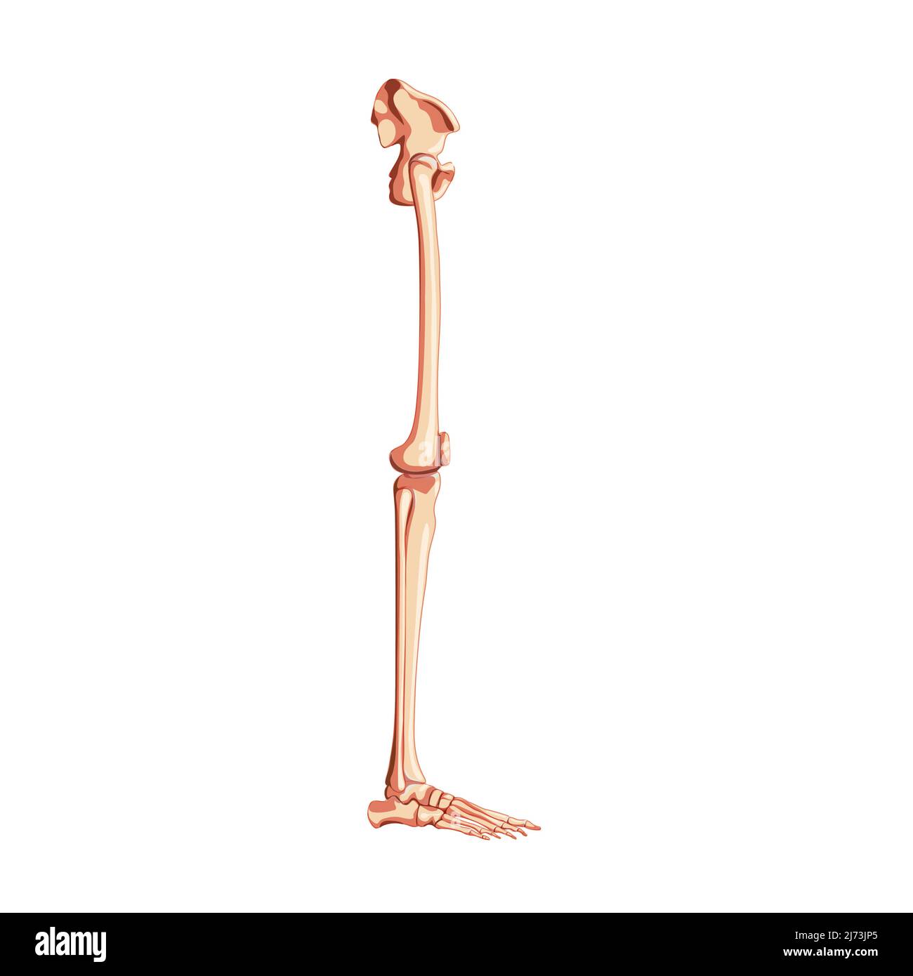 Pelvi umano con scheletro della gamba vista laterale con osso dell'anca, cosce, piede, femore, ginocchio, tibia. Anatomicamente corretto 3D realistico piatto di colore naturale concetto Vector illustrazione isolata su sfondo bianco Illustrazione Vettoriale