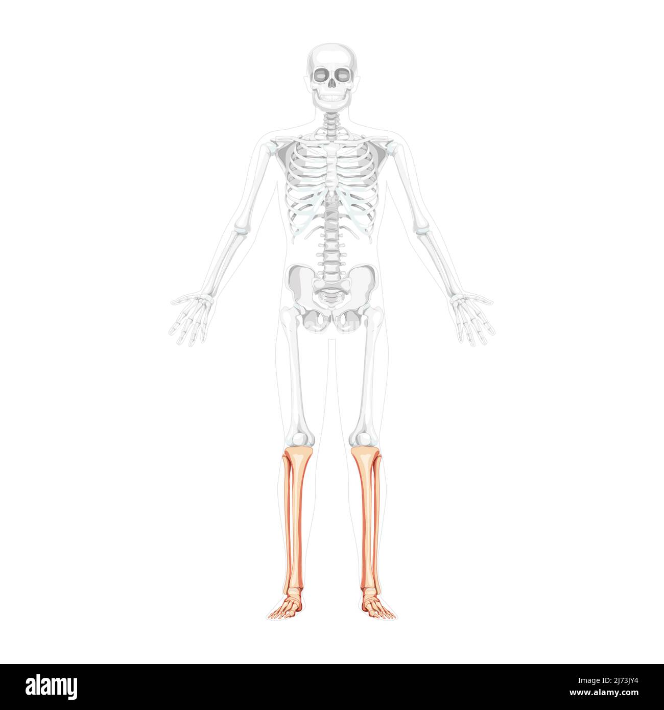 Scheletro gamba tibia, fibula, piede, caviglia Vista frontale umana con due bracci aperti pose con una posizione delle ossa parzialmente trasparente. Correzione anatomica realistica colore naturale piatto illustrazione vettoriale isolata Illustrazione Vettoriale