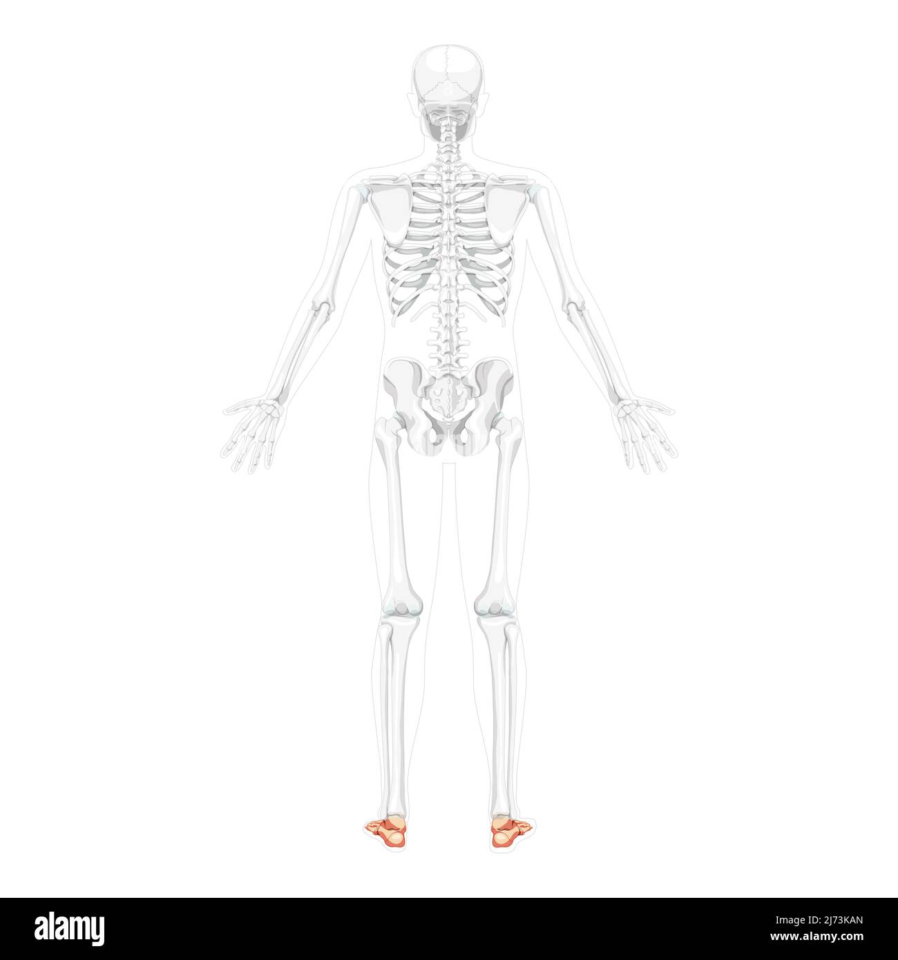 Scheletro piede e caviglia ossa visione posteriore umana con due braccia aperte posa con ossa parzialmente trasparenti posizione.realistico piatto colore naturale disegno vettoriale di anatomia isolata su sfondo bianco Illustrazione Vettoriale