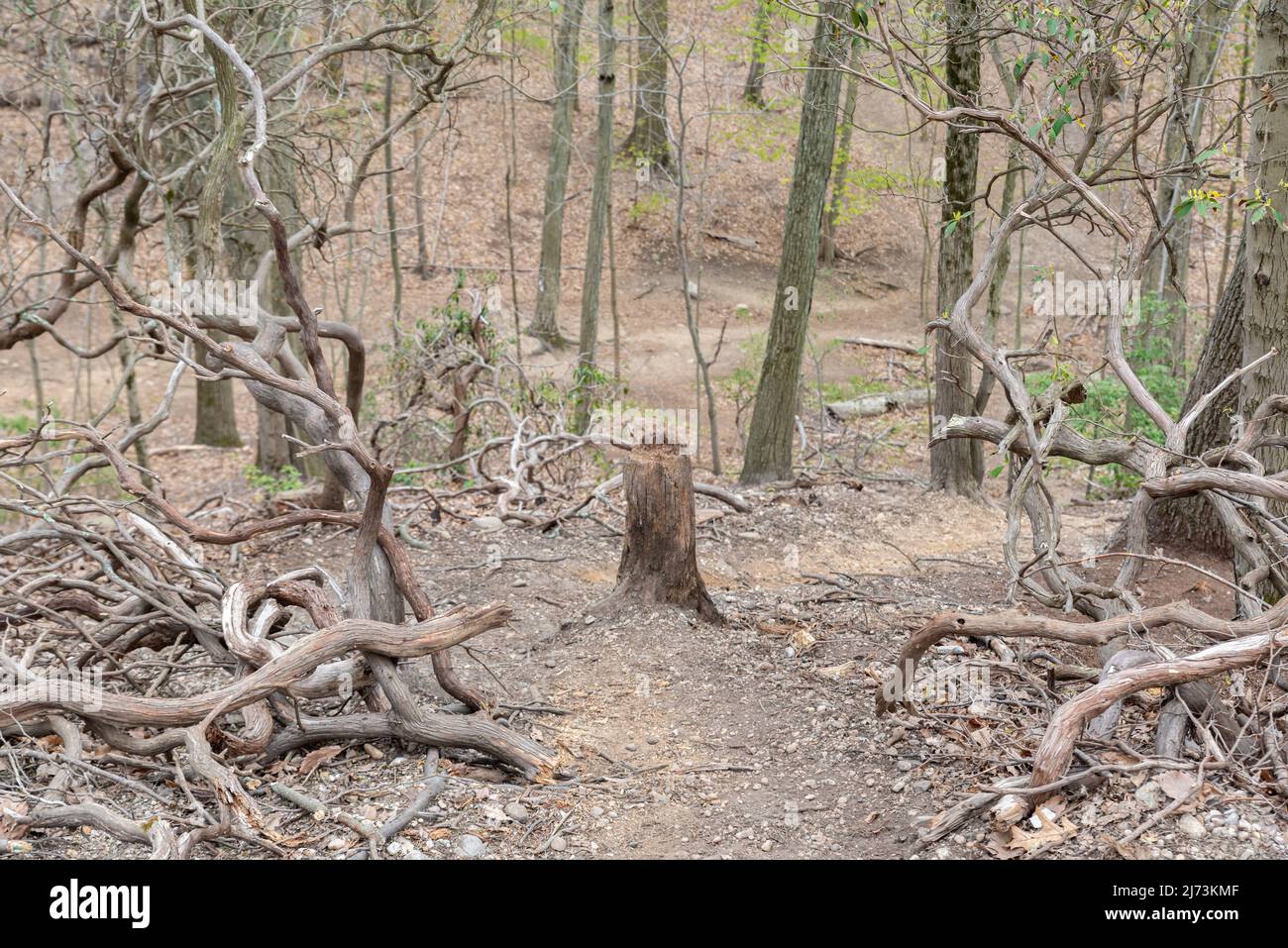 Ceppo di albero in un tracciato Foto Stock