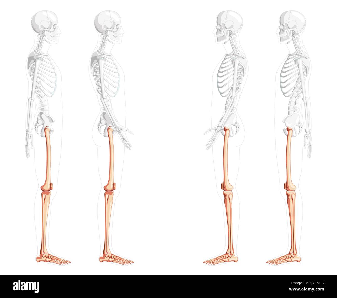 Scheletro cosce e gambe arto inferiore Vista laterale umana con posizione delle ossa parzialmente trasparente. Set di rotula, fibula, tibia, piede piatto realistico colore naturale Vector illustrazione di anatomia isolata Illustrazione Vettoriale