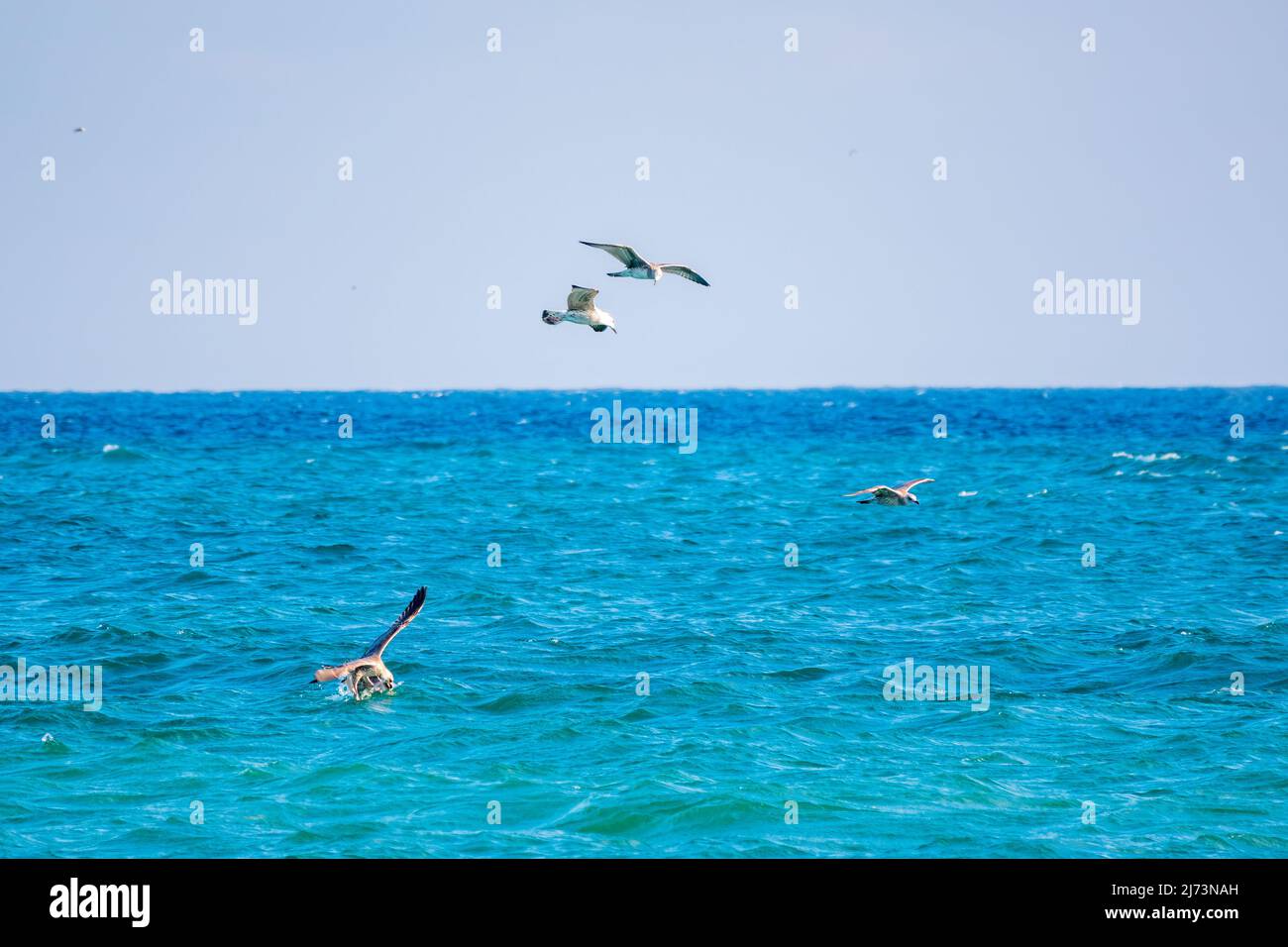 Quattro gabbiani di mare nel cielo azzurro chiaro. Il grande gabbiano nero-backed, Larus marinus, volando in cielo blu chiaro sfondo, Foto Stock