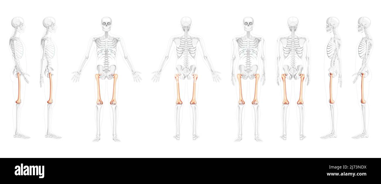 Set di scheletro femore femorale coscia osso Vista laterale anteriore posteriore umana con posizione delle ossa parzialmente trasparente. Realistico 3D concetto di colore naturale piatto illustrazione vettoriale di anatomia isolata su sfondo bianco Illustrazione Vettoriale