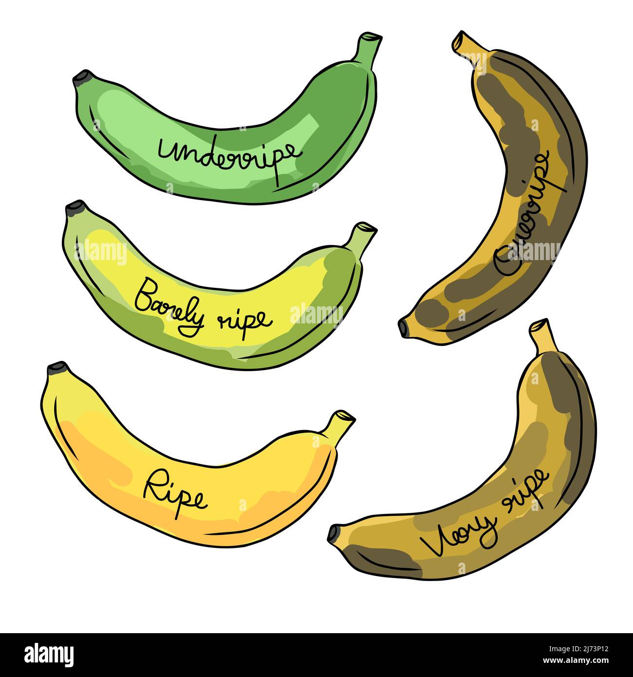 Illustrazione vettoriale dei livelli di maturazione della banana Illustrazione Vettoriale