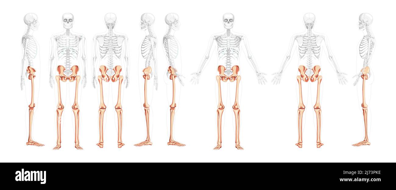 Set di arti inferiori Pelvi umano con gambe, cosce piedi, caviglie scheletro vista laterale anteriore posteriore con corpo parzialmente trasparente. Correzione anatomica 3D concetto piatto realistico illustrazione vettoriale isolata Illustrazione Vettoriale