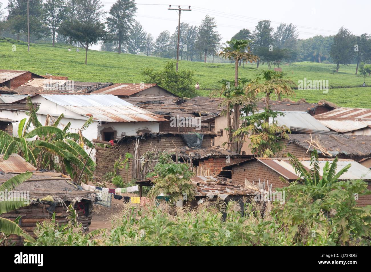 Sum area, Mulanje Town, Mulanje District, Malawi, Africa Foto Stock