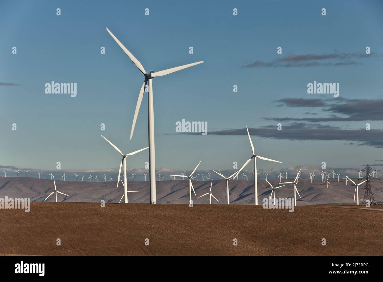 Wind Farm, vista lontana, campo di grano maturo, luce pm, fine luglio, Washington. Foto Stock