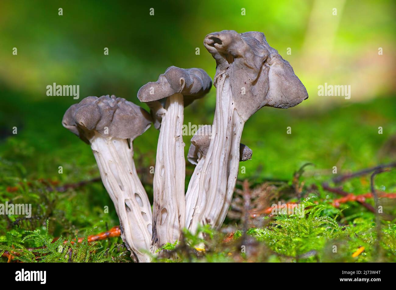 Scomponendo i funghi Elfin Saddle occidentali (Helvella vespertina). Foto Stock