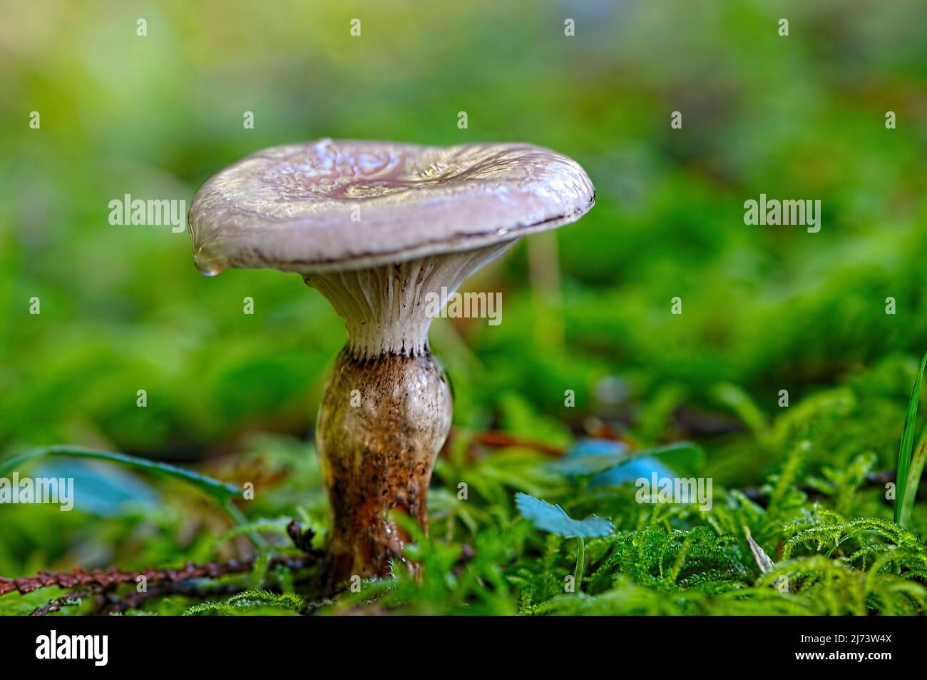 Fungo slimy Spike-cap (Gomphidius glutinosus) che cresce in muschio sul fondo della foresta. Foto Stock