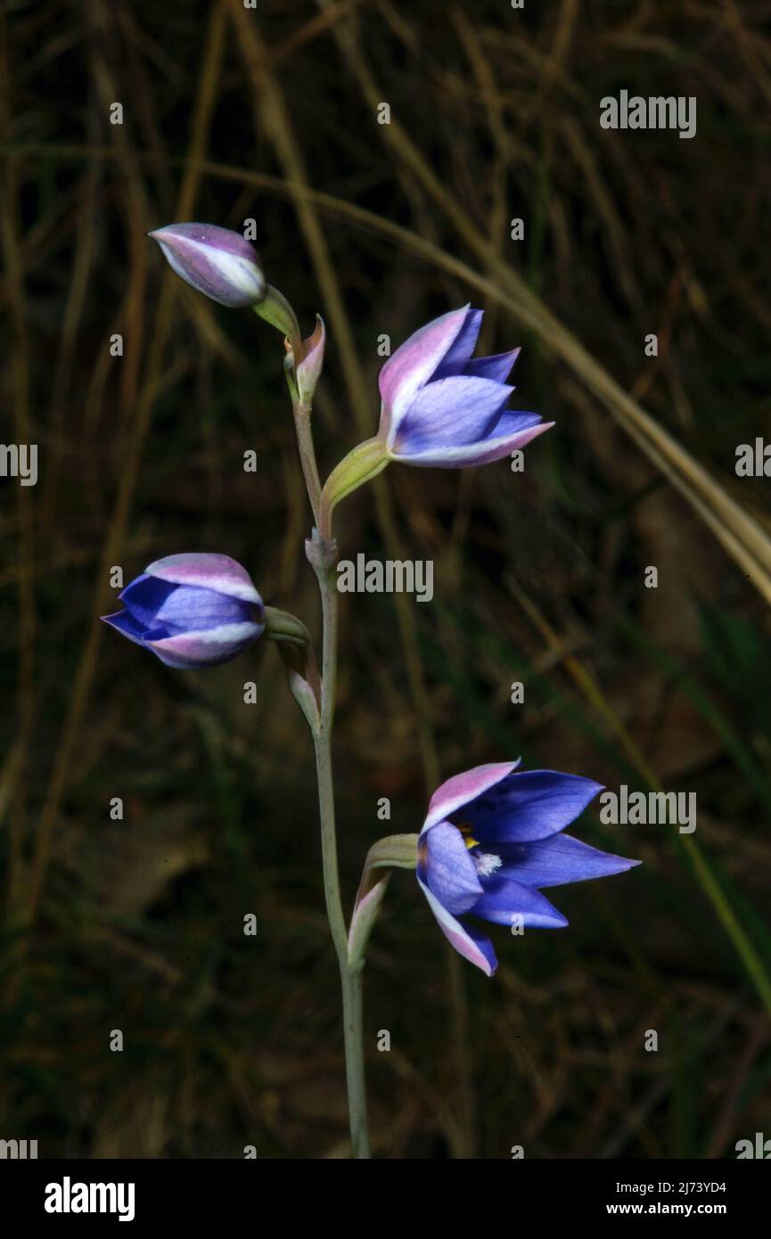 Le orchidee Sun sono disponibili in alcune varietà - principalmente con fiori blu. Questo è un Tall Sun Orchid (Thelymitra Media), come un Spot Orchid Sun - nessun spot. Foto Stock