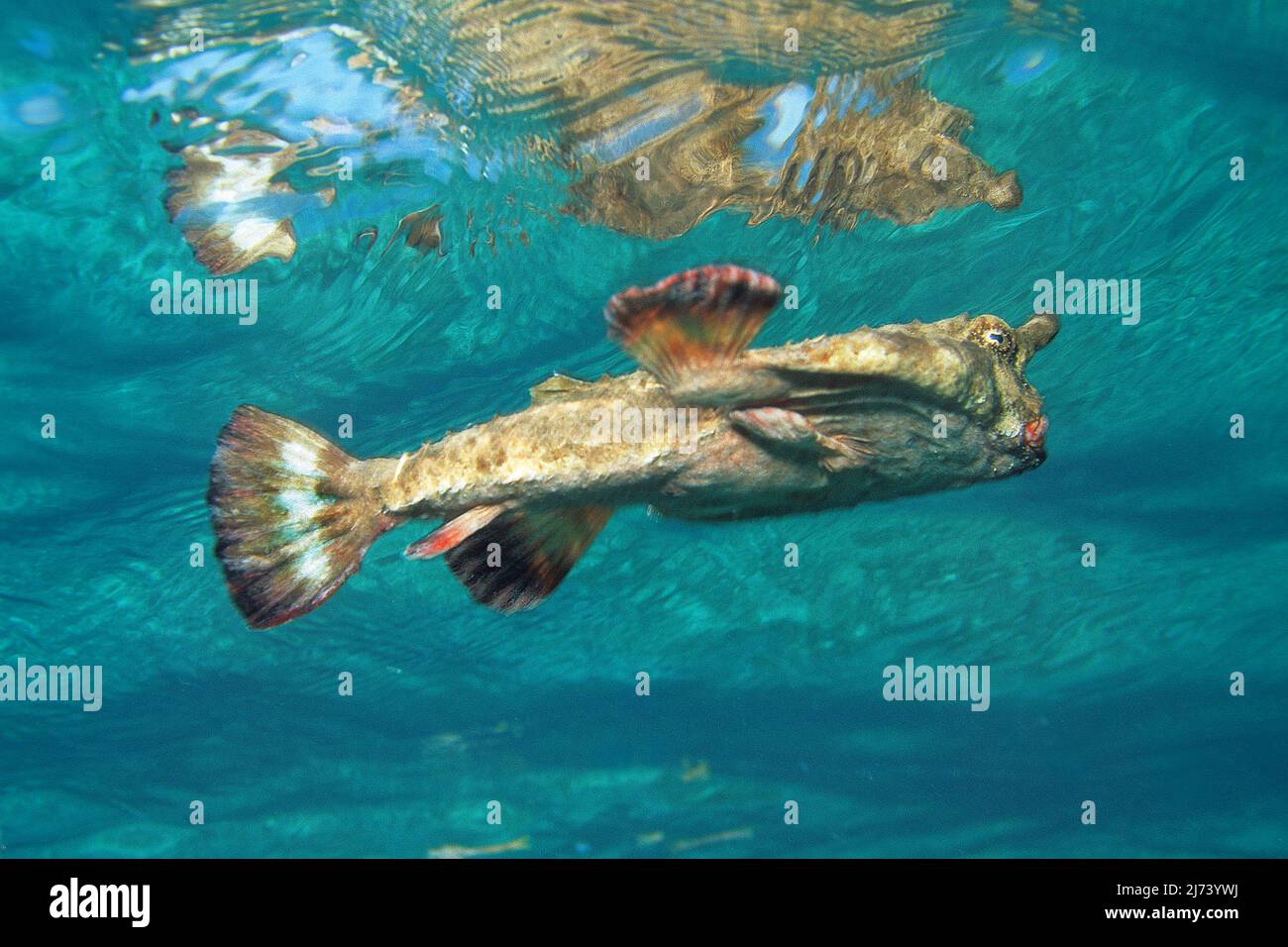 Pesce gatto (Ogcocephalus nasutus), pesce con le gambe, nuotatore cattivo, Cuba, Mar dei Caraibi, Caraibi Foto Stock