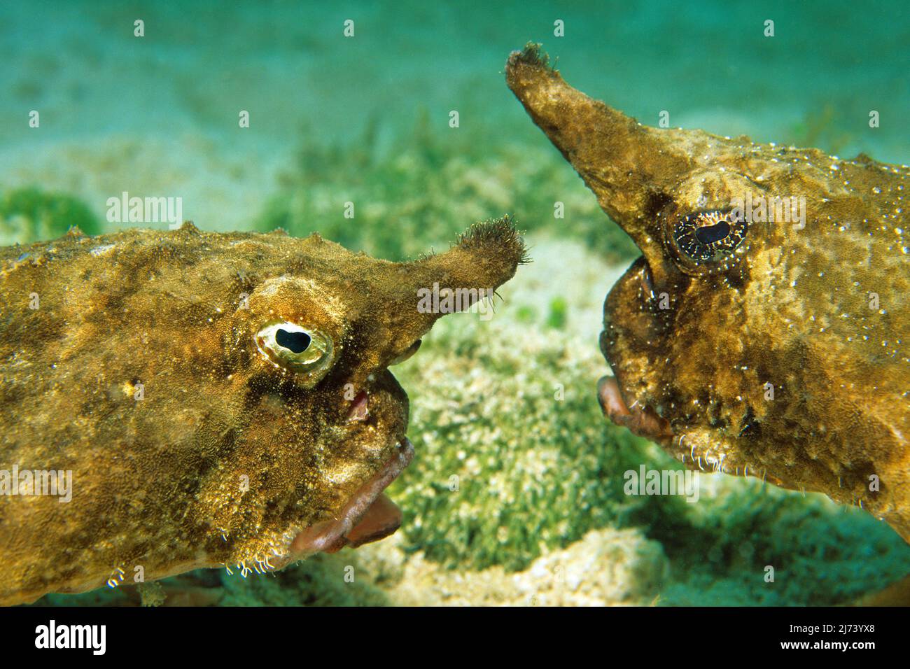 Due batfish di Roughback (Ogcocephalus parvus), ritratto, faccia a faccia, Cuba, Mar dei Caraibi, Caraibi Foto Stock
