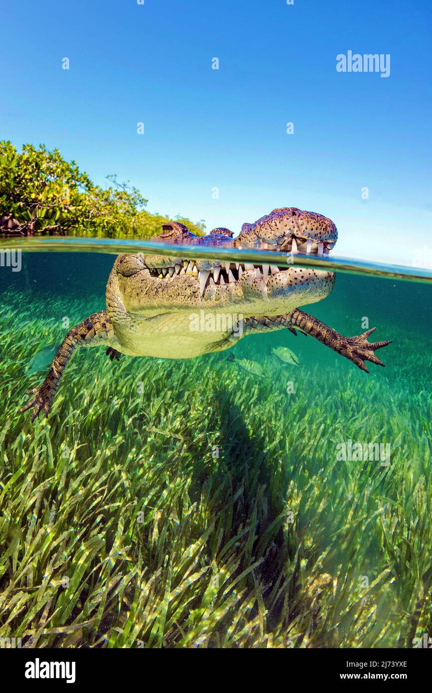 Coccodrillo americano (Crocodylus acutus), immagine divisa, sopra sotto, Jardines de la Reina, Cuba, Mar dei Caraibi, Caraibi Foto Stock