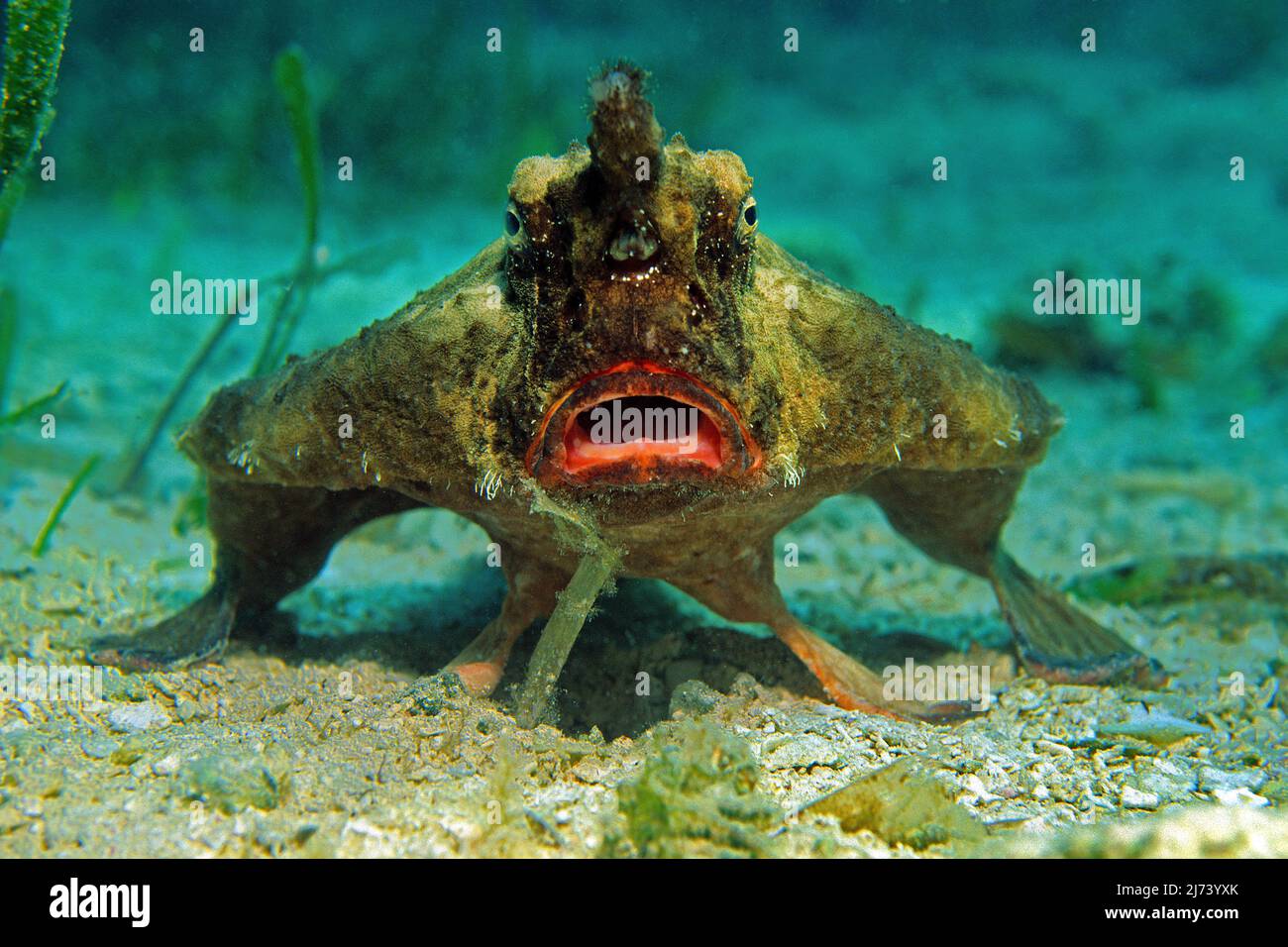 Cuba, Kuba, Mar dei Caraibi | Rughback batfish (Ogcocephalus parvus), pesce con i piedi, Cuba, Mar dei Caraibi, Caraibi Foto Stock