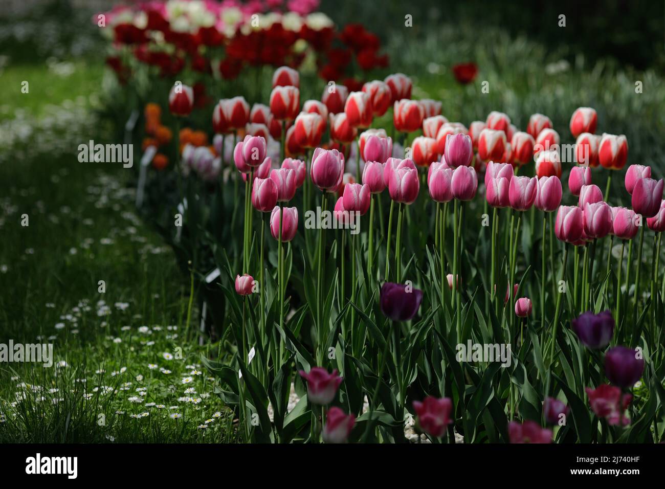 Vari colori di tulipani in un giardino pubblico a Bucarest, Romania. Foto Stock