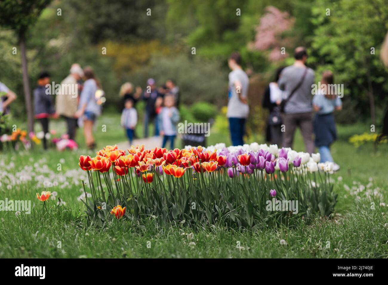 Vari colori di tulipani in un giardino pubblico a Bucarest, Romania. Foto Stock