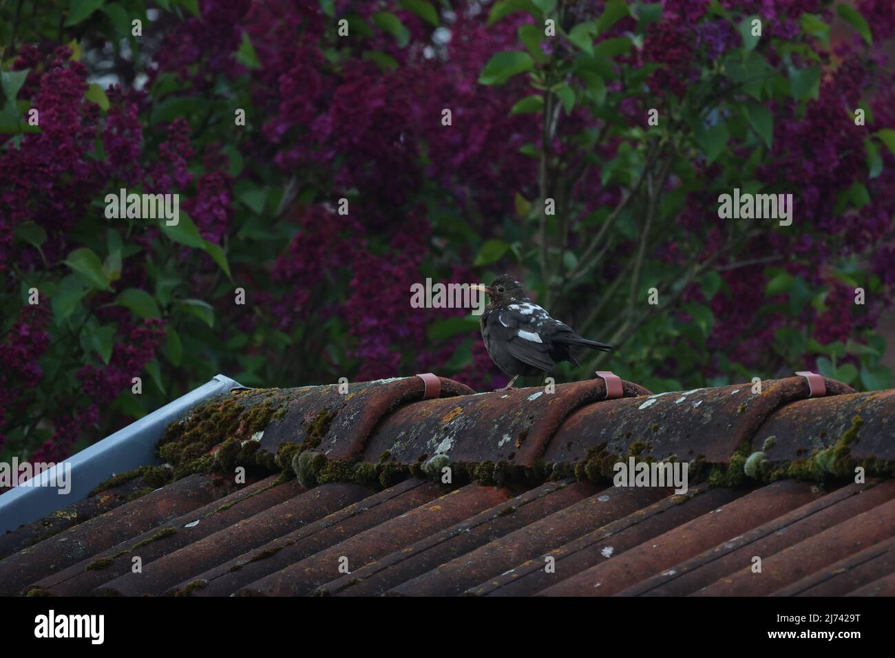 Raro uccello nero con leucismo, mancanza di pigmentazione. Foto Stock