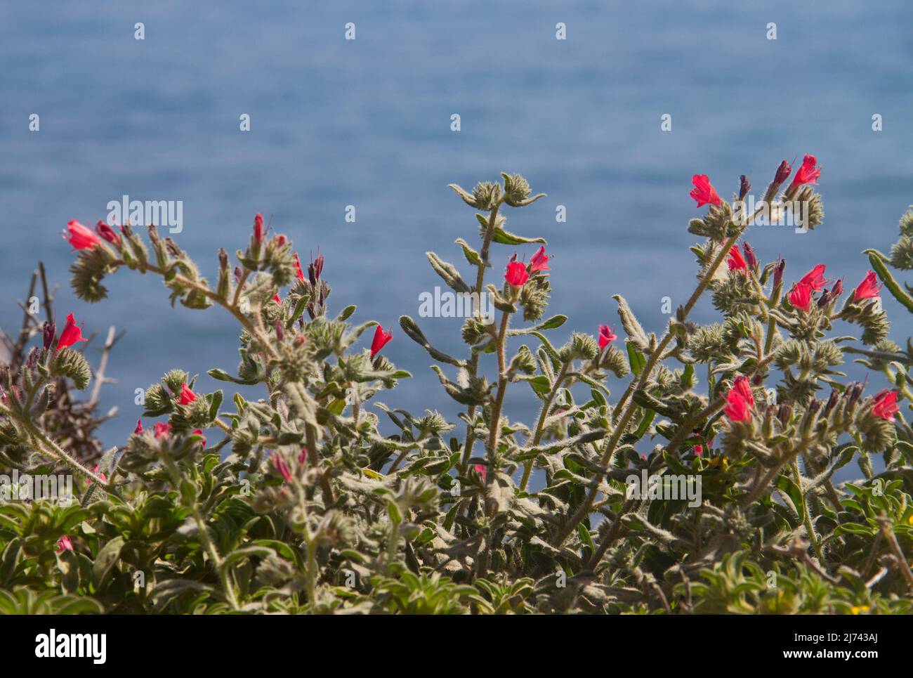 Bugloss a foglia stretta, una bella pianta con fiori rossi pinkish, sullo sfondo del mare Foto Stock