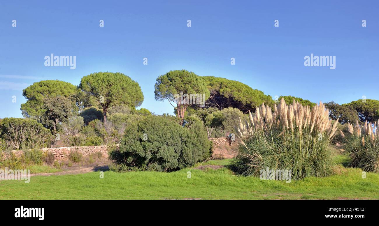 bellissimo giardino di ùediterranean con grande ombrellone e erba pampa sotto il cielo blu Foto Stock