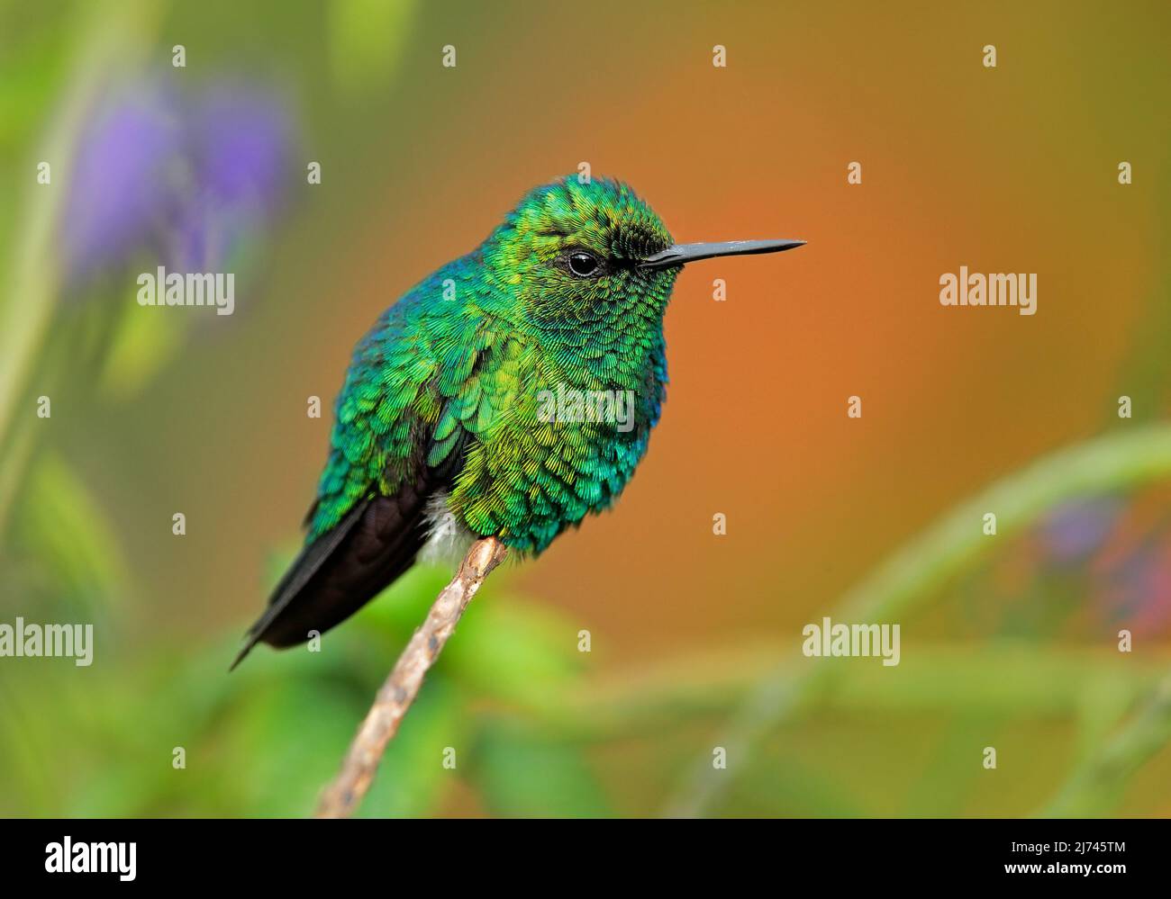 Smeraldo occidentale, Clorostilbon melanorhynchus, colibrì nella foresta tropicale della Colombia, blu un uccello verde lucido nell'habitat naturale Foto Stock