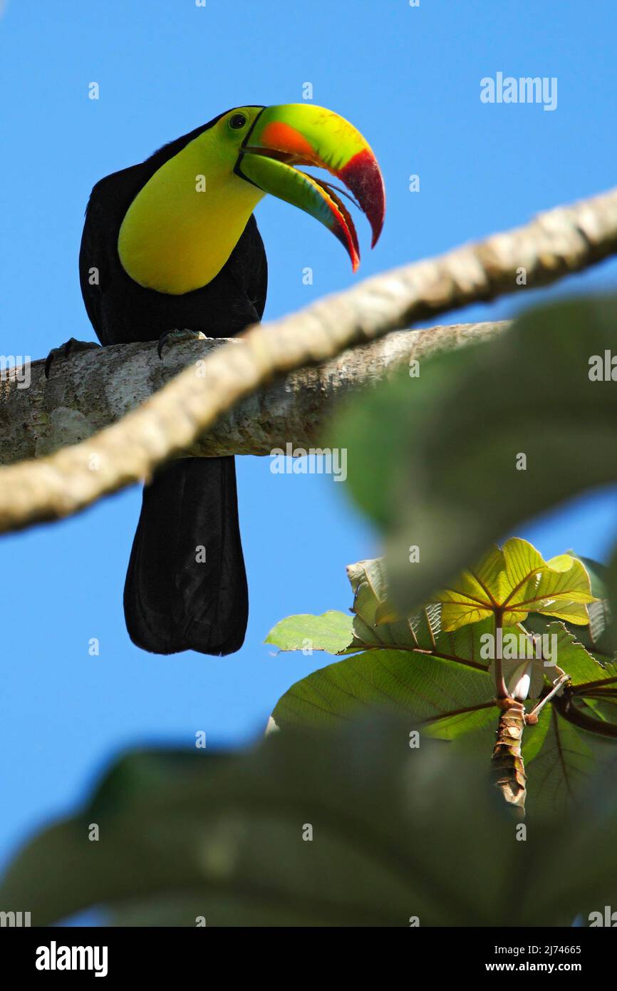 Uccello con Big Bill Keel-fatturato Toucan, Ramphastos sulfuratus, seduto sul ramo con cielo blu, Messico Foto Stock