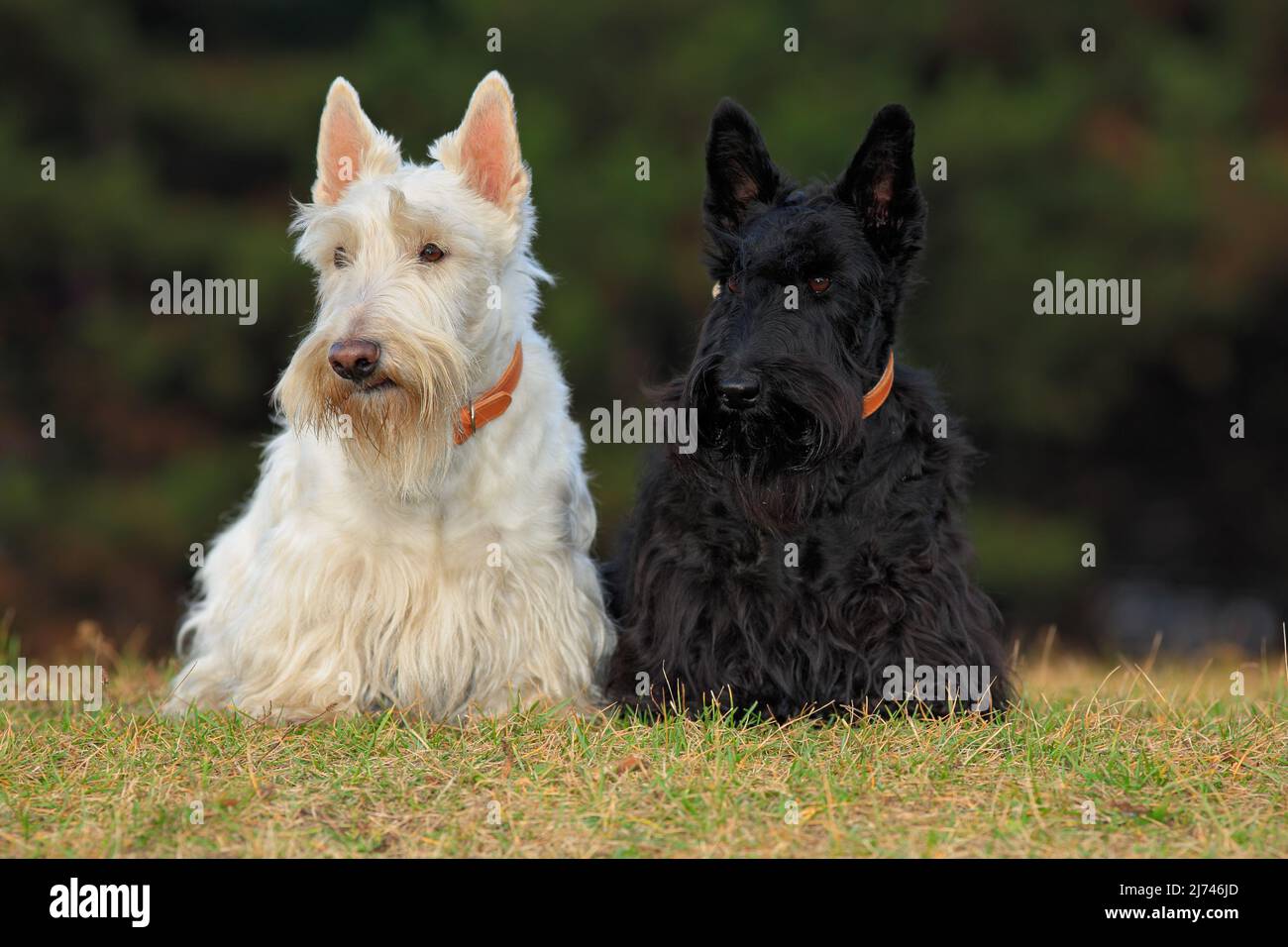 Coppia di nero e bianco (wheaten) scottish Terrier, seduta su prato verde erba Foto Stock