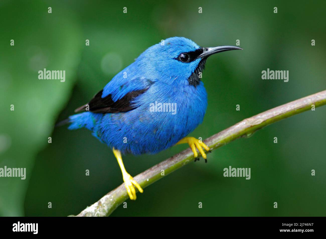 Lucente Honeysuperriduttore, Cyanerpes lucido, uccello tropicale blu esotico con gamba gialla forma Panama Foto Stock
