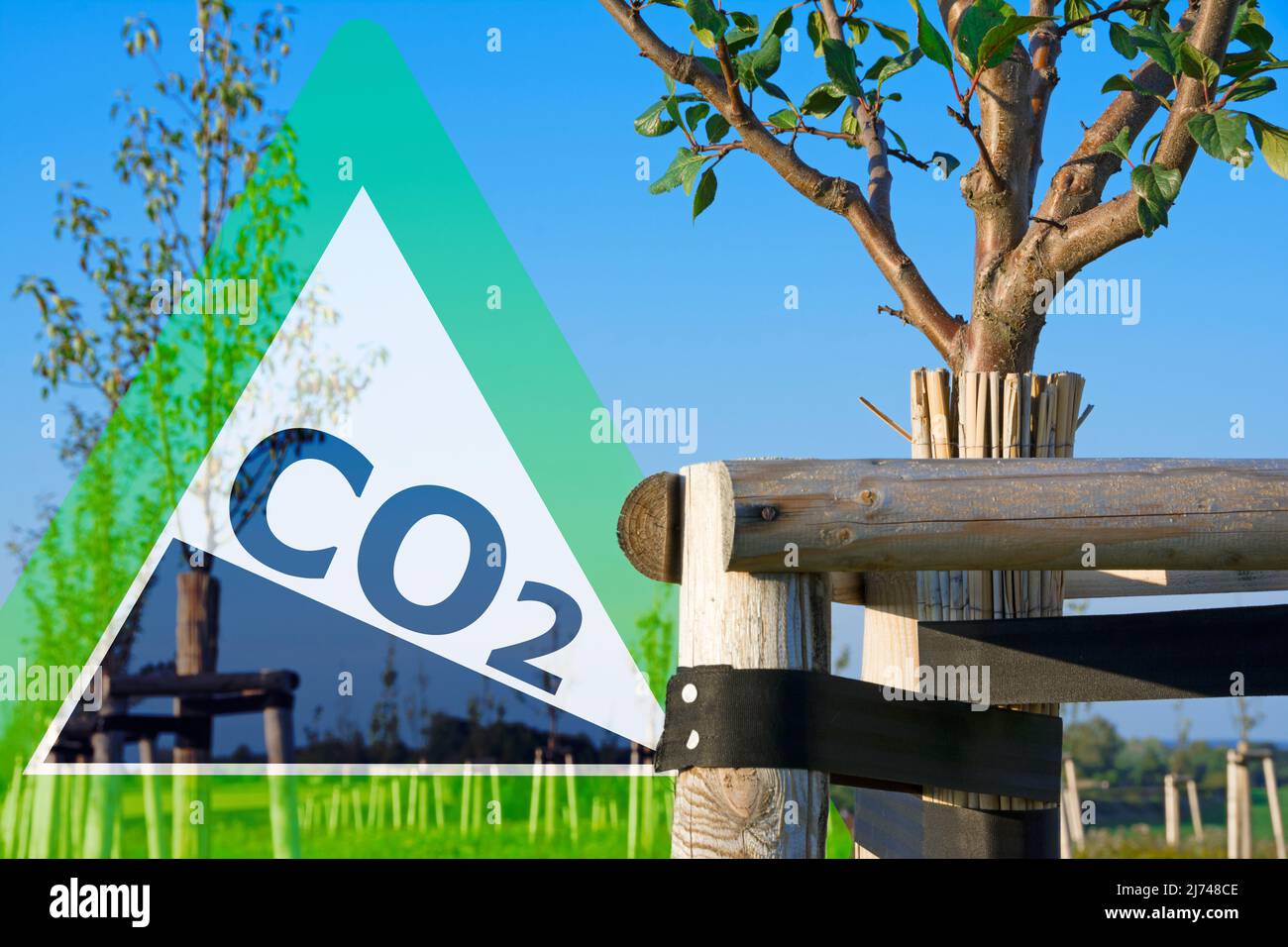Un'immagine simbolica sul tema della riduzione del CO2 attraverso l'imboschimento Foto Stock