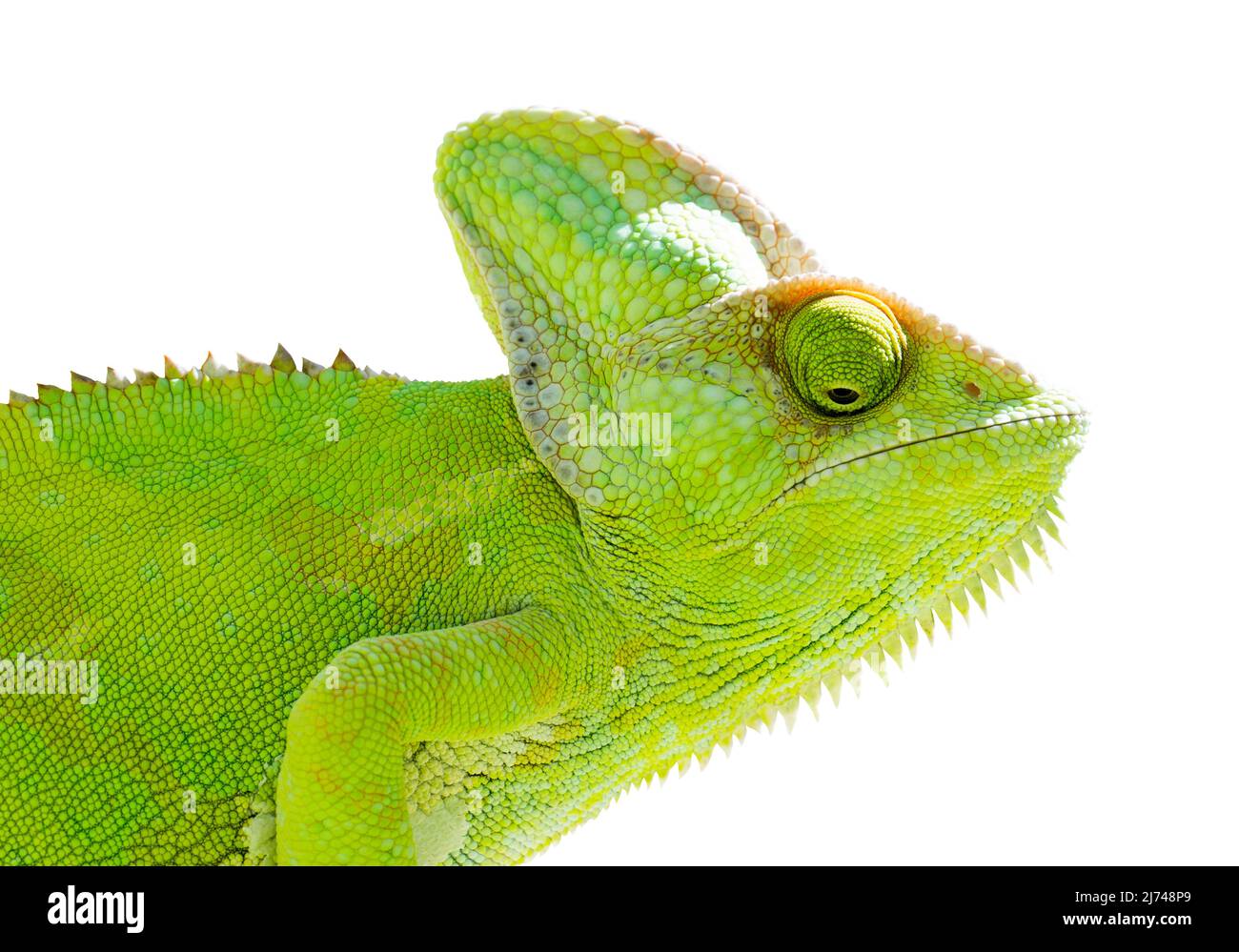 Chameleon su sfondo bianco isolato. Illustrazione verde del Rettile. Foto Stock