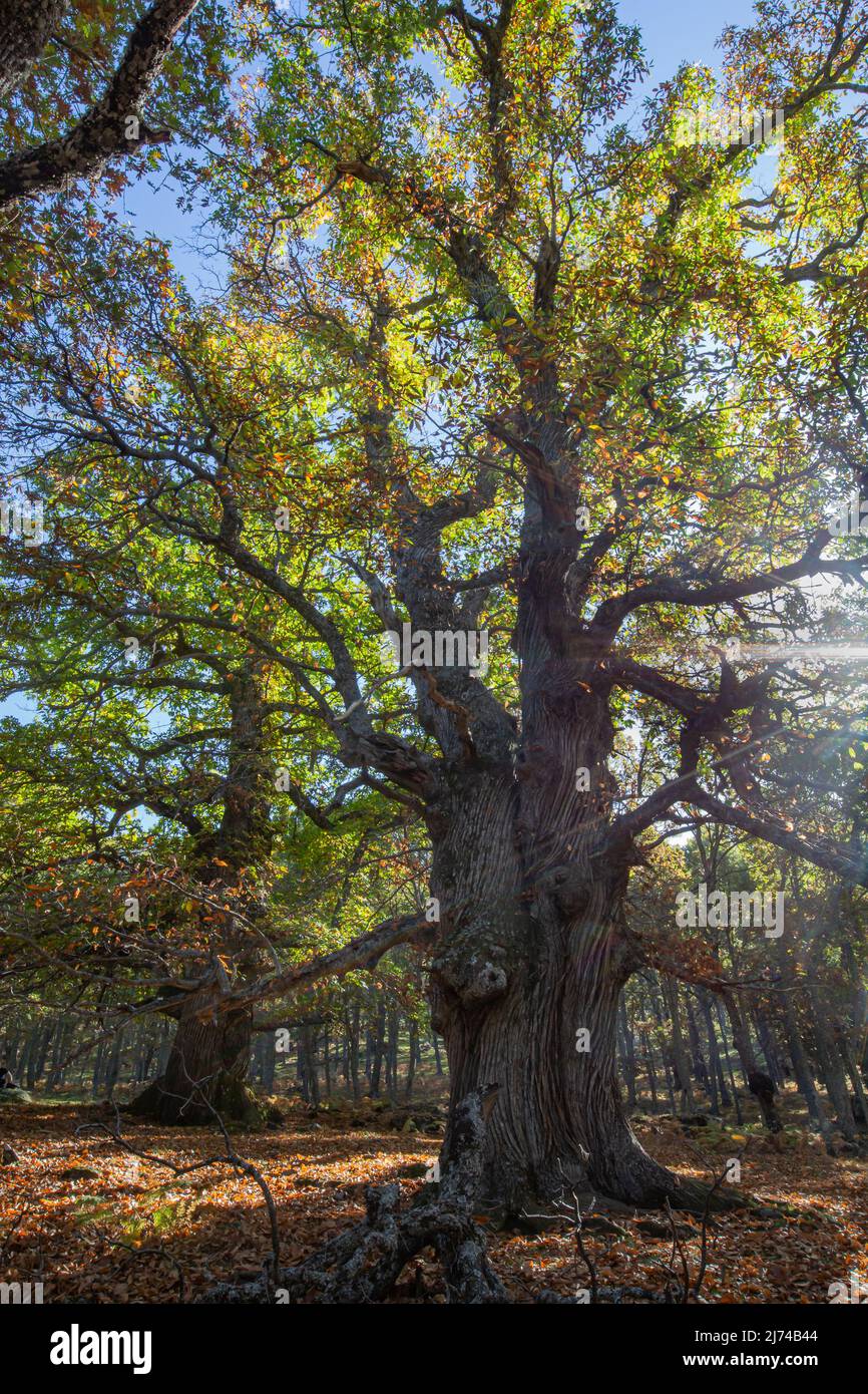 Autunno nella vecchia foresta di castagni della città di Tiemblo in provincia di Avila, Comunità autonoma di Castilla y León, Spagna Foto Stock