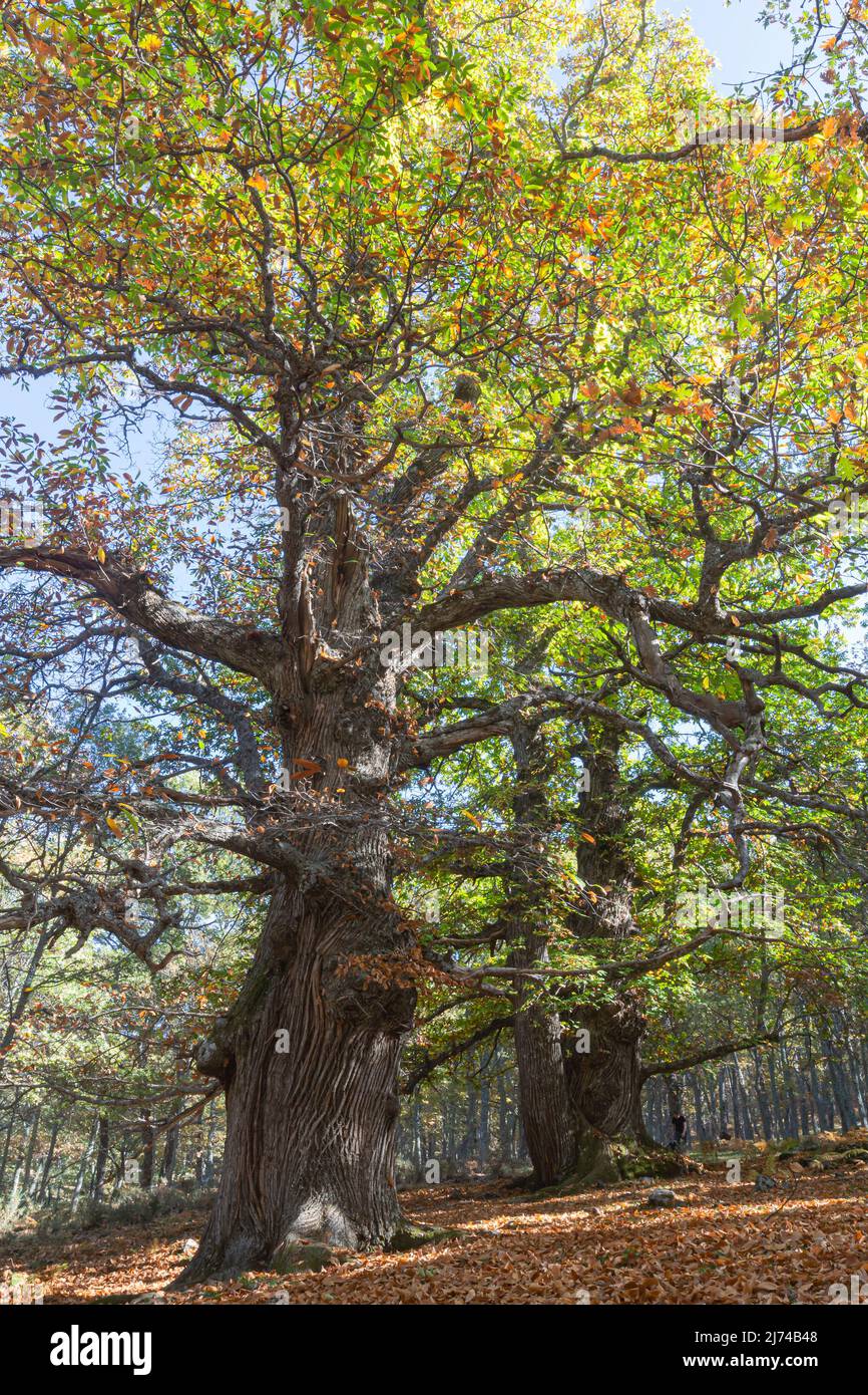 Autunno nella vecchia foresta di castagni della città di Tiemblo in provincia di Avila, Comunità autonoma di Castilla y León, Spagna Foto Stock