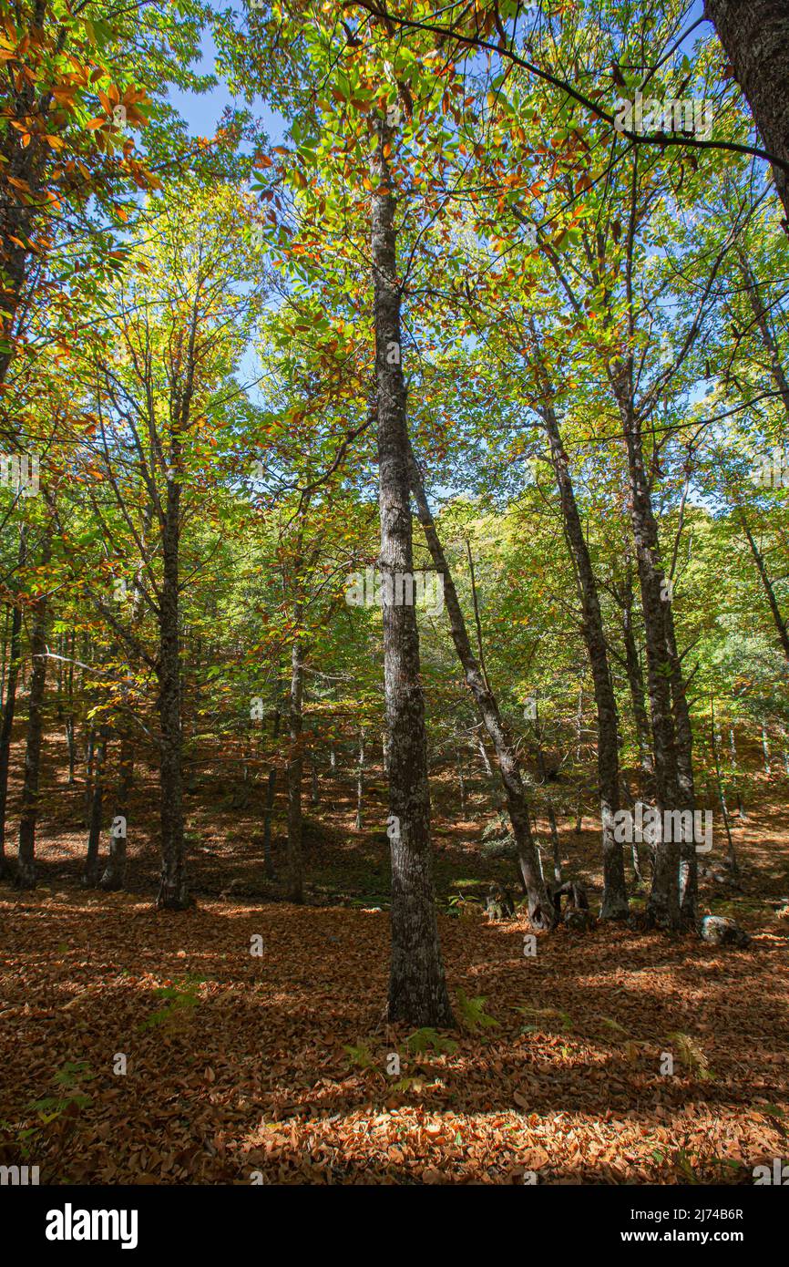 Autunno nella vecchia foresta di castagni della città di Tiemblo in provincia di Avila, Comunità autonoma di Castilla y León, Spagna Foto Stock