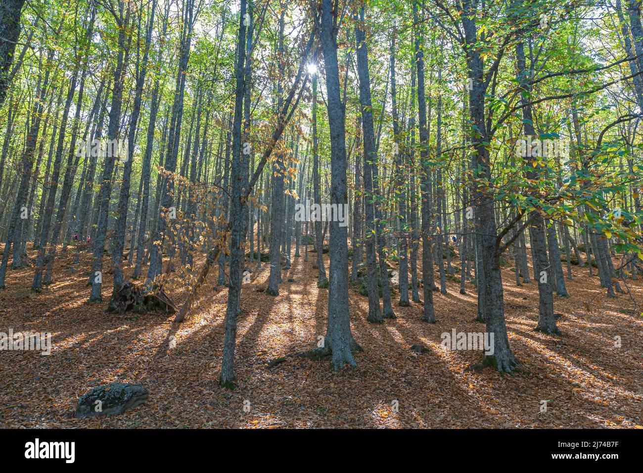 Autunno nella vecchia foresta di castagni della città di Tiemblo in provincia di Avila, Comunità autonoma di Castilla y León, Spagna Foto Stock