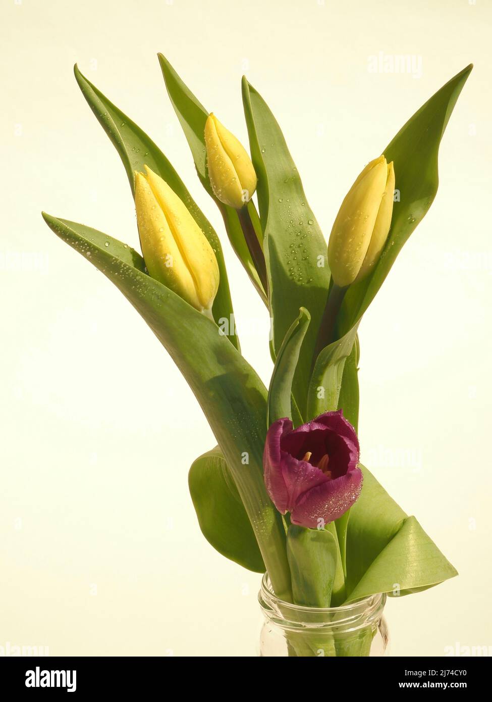 Tre tulipani gialli e uno rosso (tulipae) su sfondo neutro Foto Stock