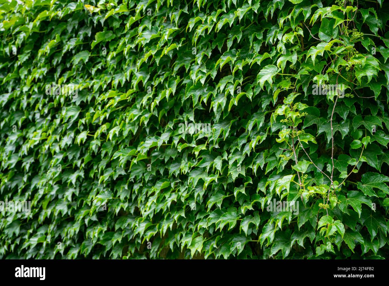 Parete di foglie verdi di uve selvatiche. Foto Stock