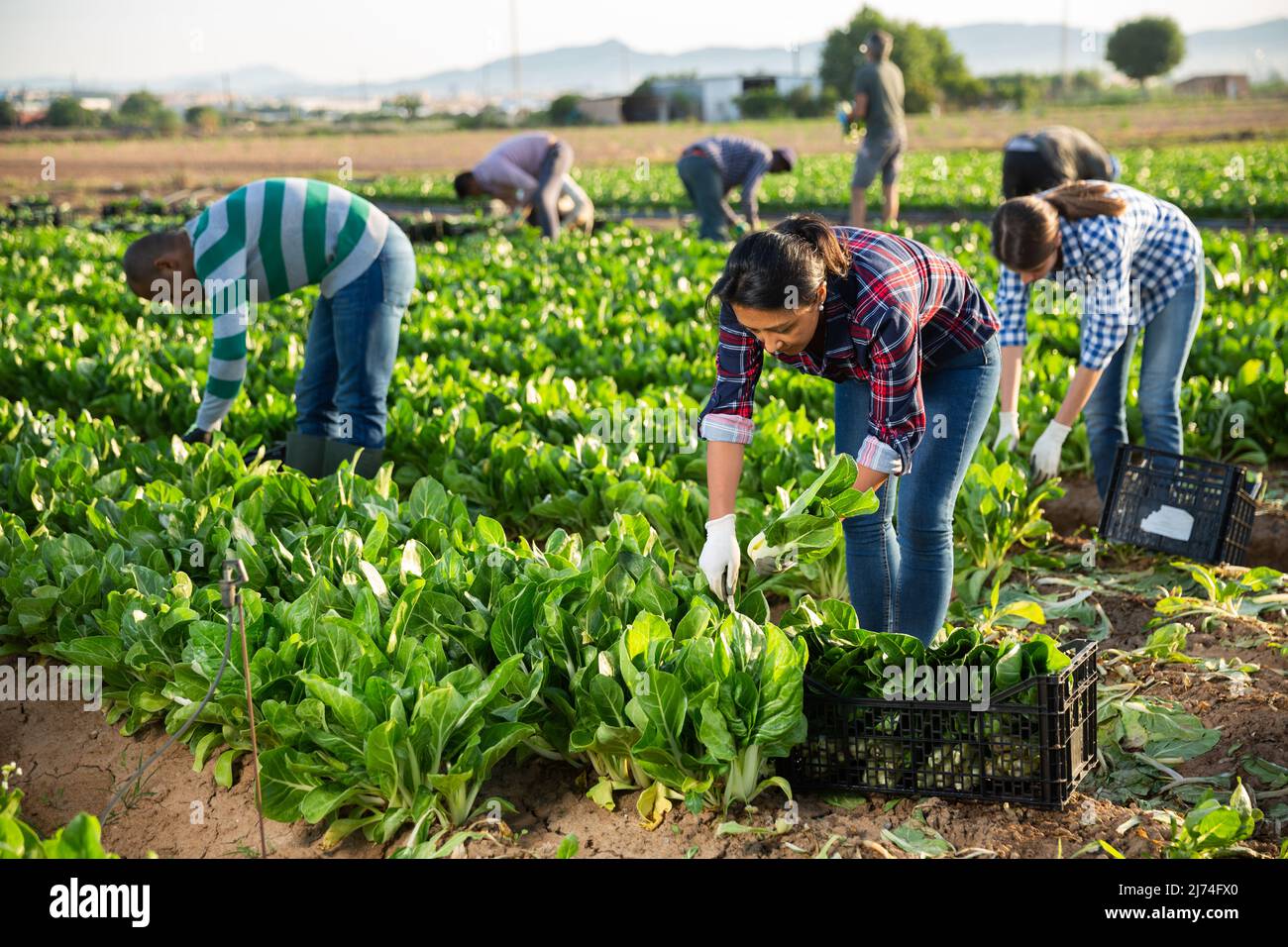Gruppo multinazionale di lavoratori agricoli che raccolgono la zattera Foto Stock