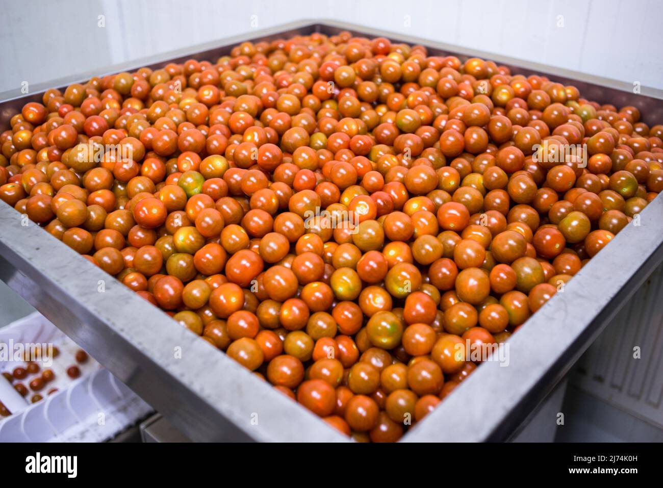 La produzione di pomodori islandesi cresce ogni anno. Il 85% dell'energia prodotta in Islanda è di origine sostenibile (idroelettrica e geotermica), di cui il 66% geotermica. I suoi abitanti hanno utilizzato questa energia per centinaia di anni per godere di bagni termali, ma oggi ha molte più applicazioni, per esempio, fornendo calore a 9 su 10 case e fornendo energia alle industrie con grandi esigenze. Grazie a questa inesauribile fonte di calore e al suo basso prezzo, è possibile coltivare frutta e verdura in serre tutto l'anno. Non usano sostanze chimiche, ma solo soluzioni biologiche, e sono irriga Foto Stock