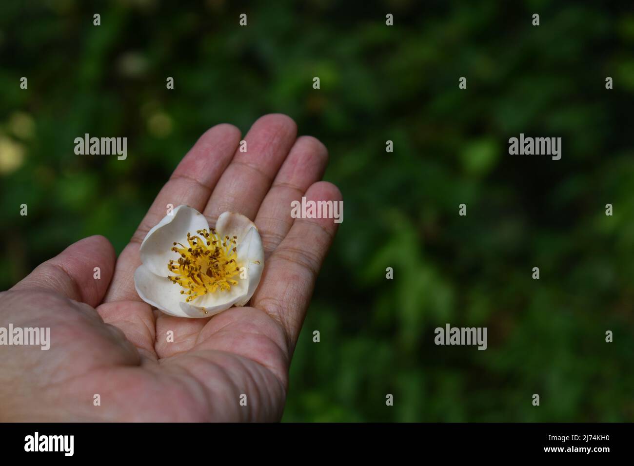 Raccolto tamanu fiore a portata di mano. Mogano del Borneo. Foto Stock