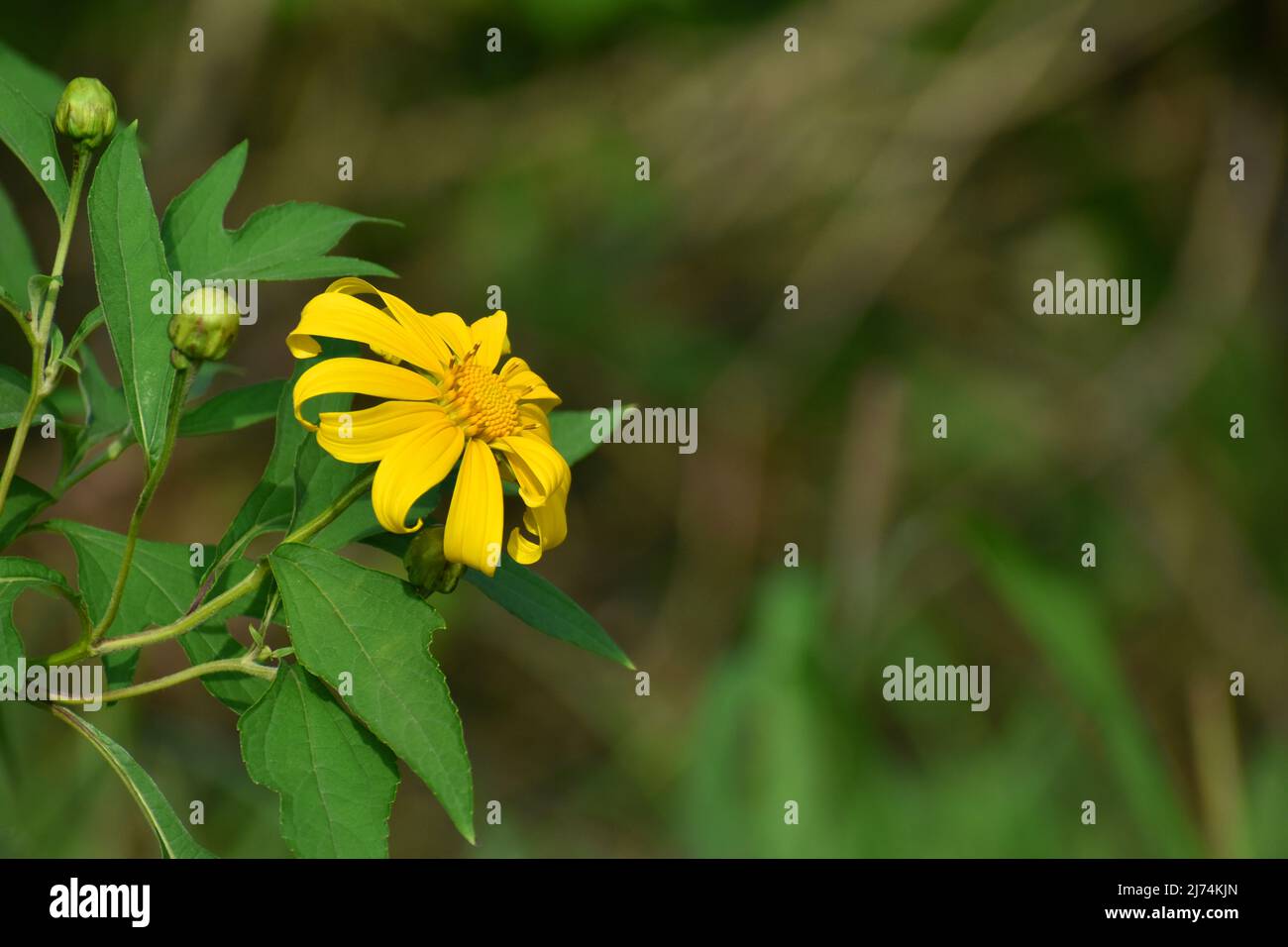Un fiore di marigold albero fotografato nella zona della Riserva Nazionale Merapi. Boyolali, Indonesia. Foto Stock