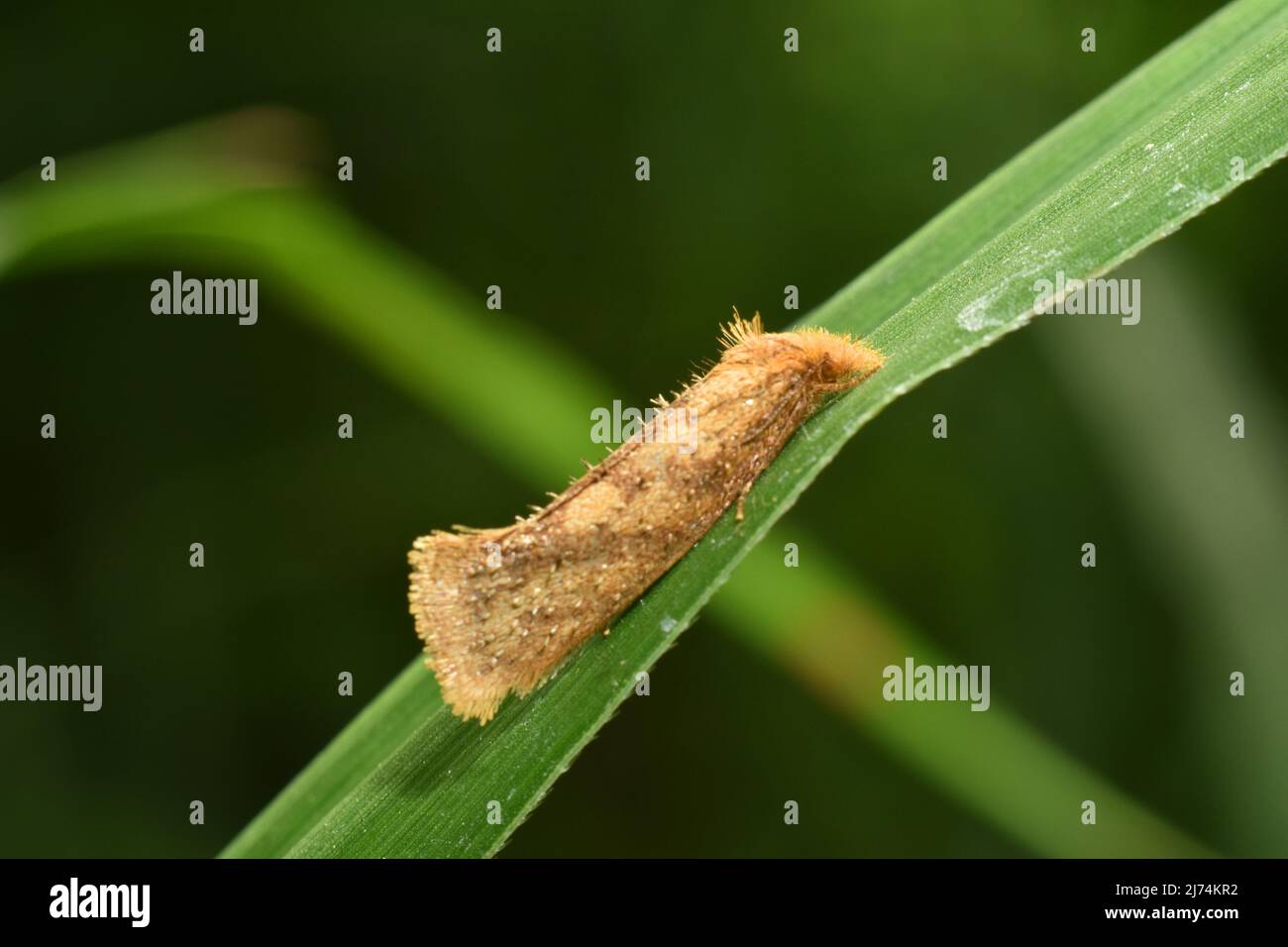 Una falena di tubebeno (Acrolophus) che riposa sull'erba verde. Foto Stock