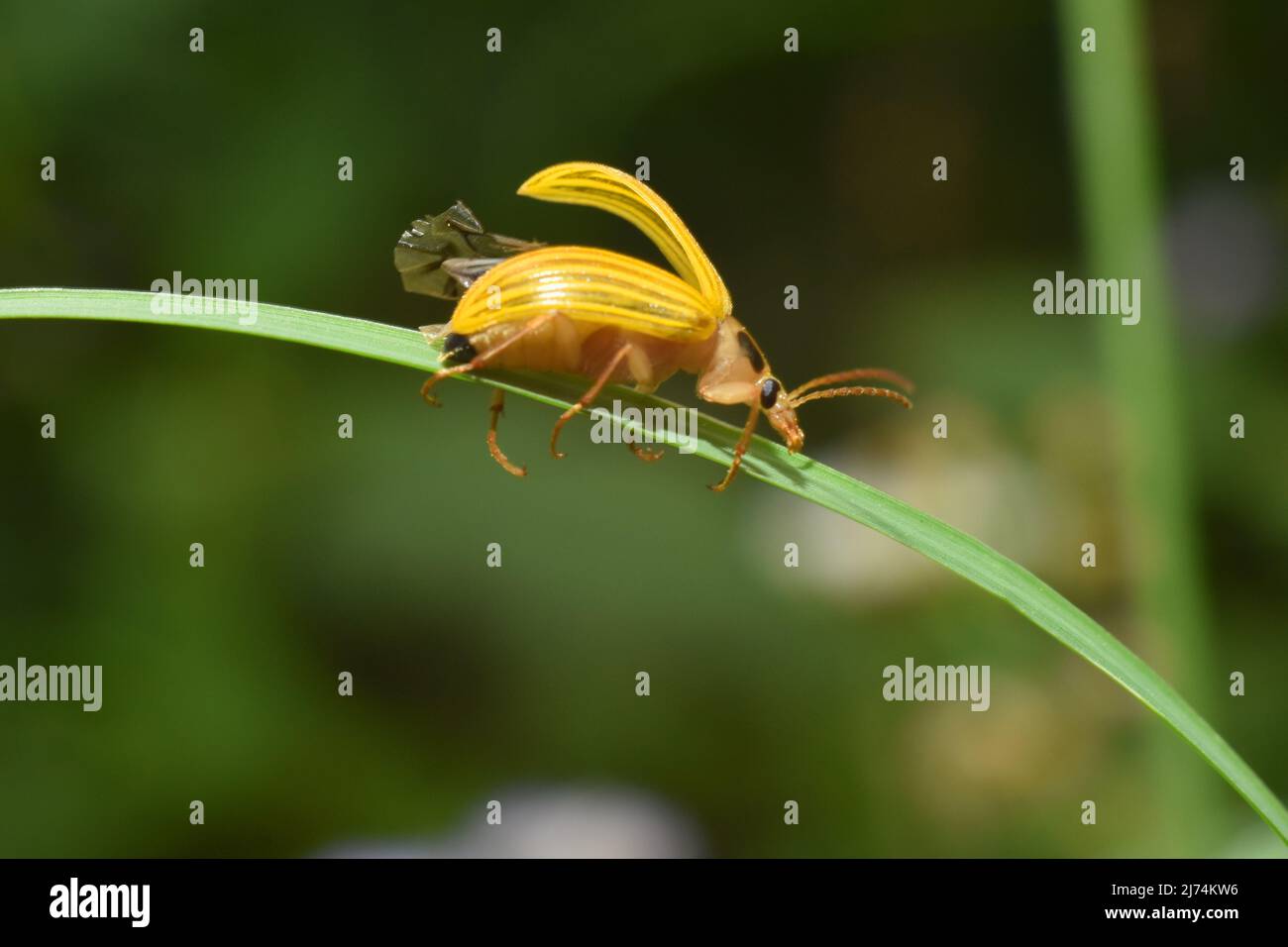 Un coleottero giallo brillante e scuro che strisciata su erba verde. Foto Stock