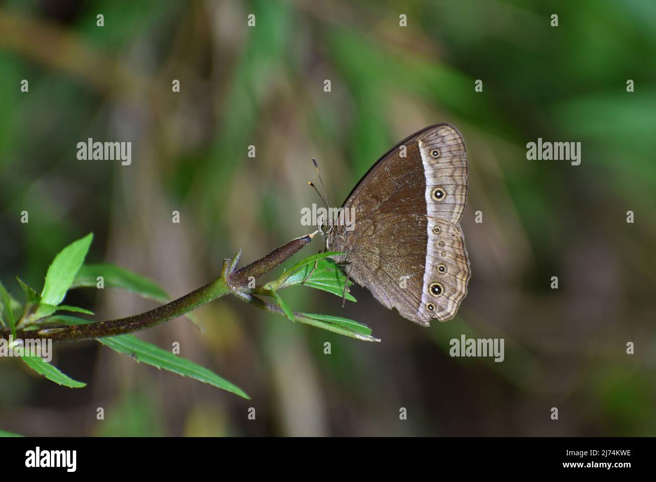 Farfalla Bushbrowns trovato nel Parco Nazionale del Monte Merapi, Indonesia. Foto Stock