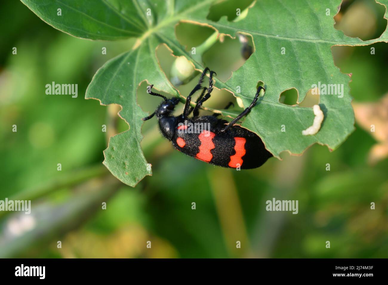 Un coleottero blister rosso che si nutre su una foglia di gloria mattutina. Hycleus biundulatus. Foto Stock