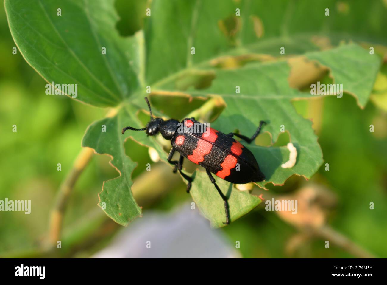 Un coleottero blister rosso che si nutre su una foglia di gloria mattutina. Hycleus biundulatus. Foto Stock