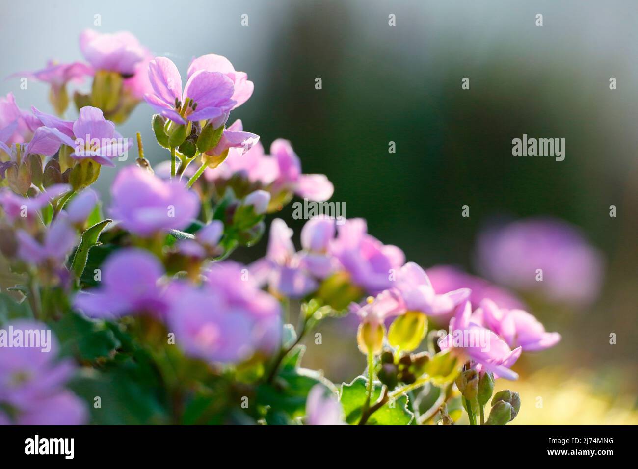 Cress di roccia viola (Aubrieta deltoidea), fiori in controluce Foto Stock