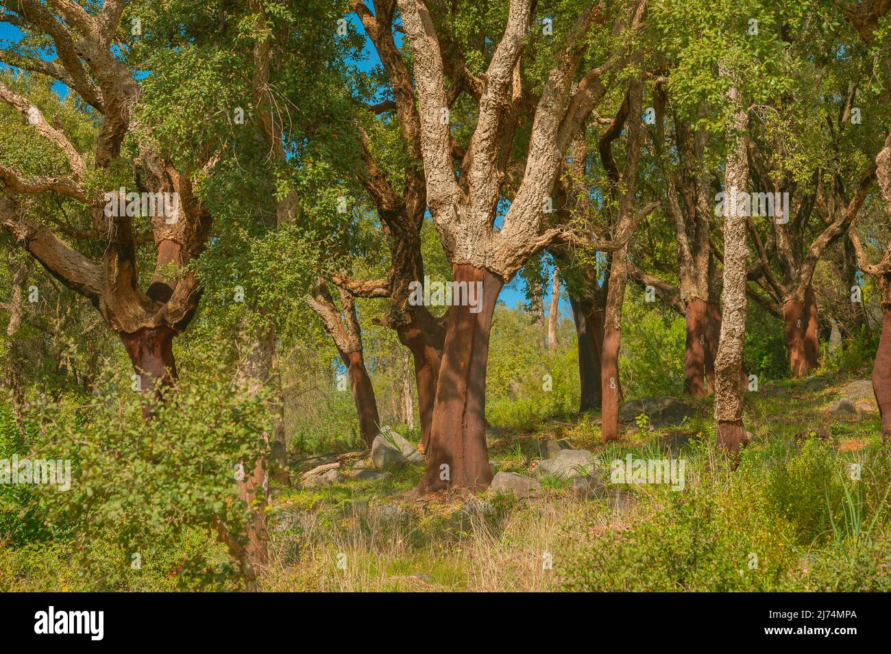 Querce di sughero (Quercus suber), querce di sughero plasmano il vecchio paesaggio culturale nella Serra de Monchiqe, sul pendio della Foia, Portogallo, Algarve Foto Stock