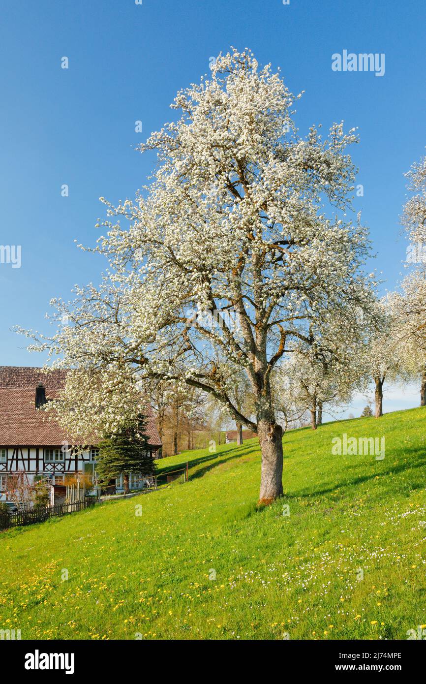 Pera comune (Pyrus communis), alberi di pera in fiore su un prato fiorito accanto ad una fattoria sul Hirzel, cantone Zuerich, Svizzera Foto Stock