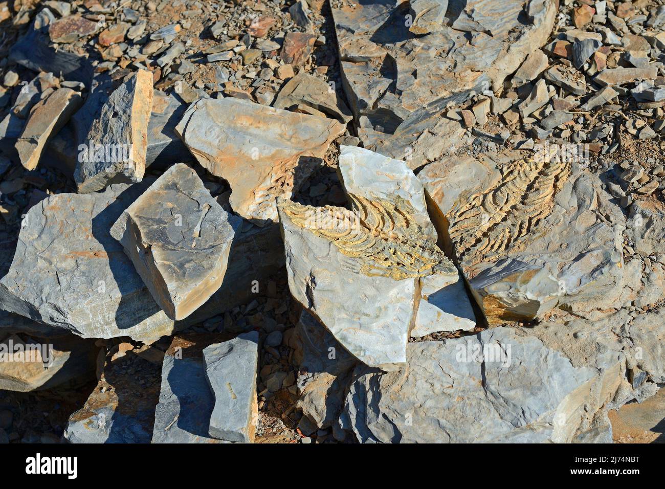 300 milioni di fossili di Mesosaurus tenuidens vicino Keetmanshoop, Namibia Foto Stock